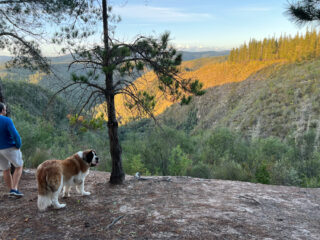Photo of a St. Bernard dog at a cliff at the Knysna Forests