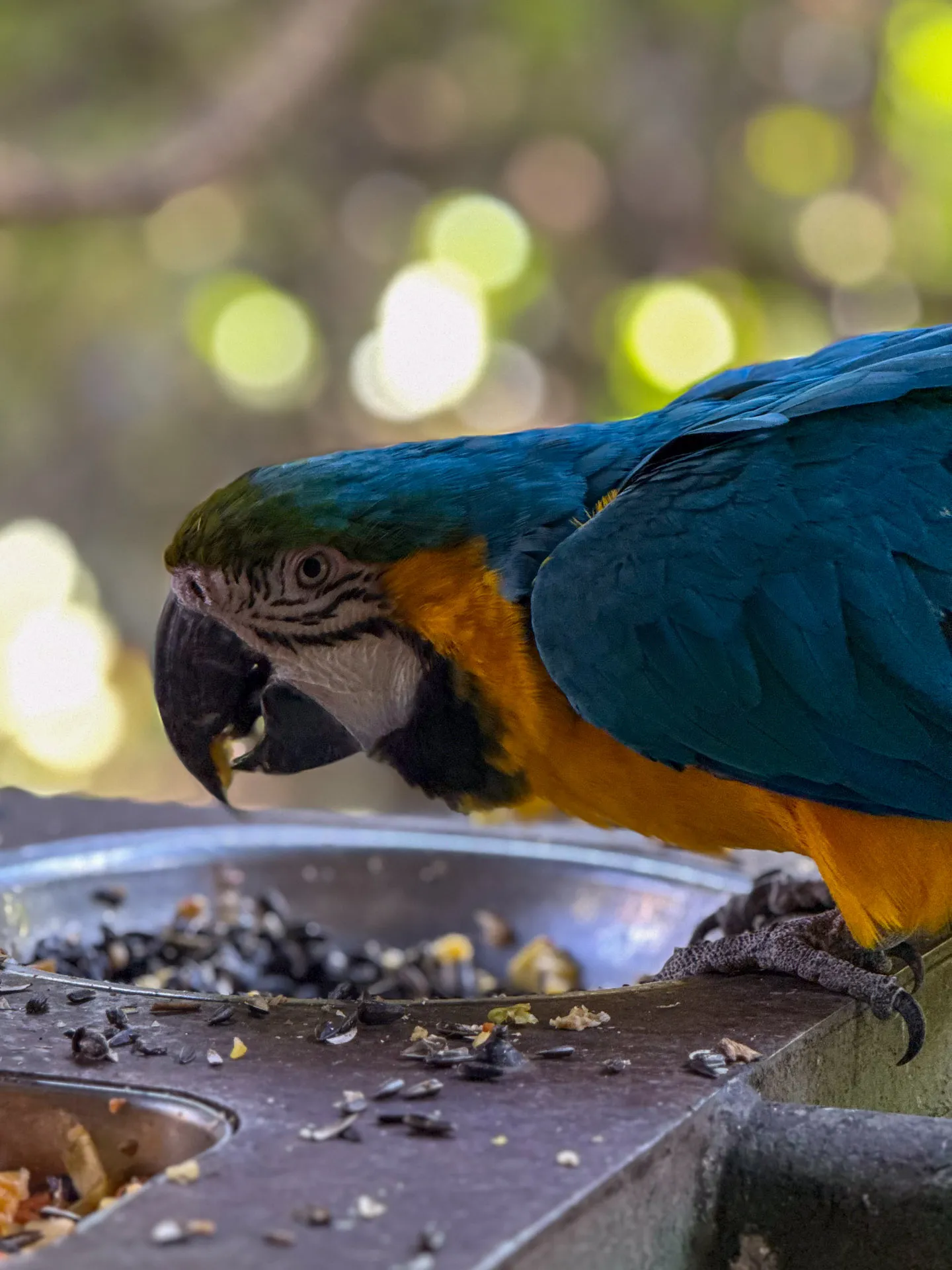 Blue and yellow macaw eating seeds at feeding station