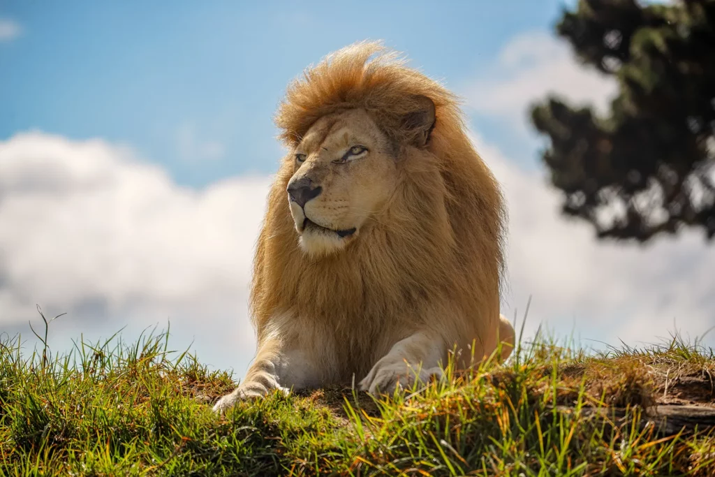 White lion resting on grassy mound under cloudy blue sky